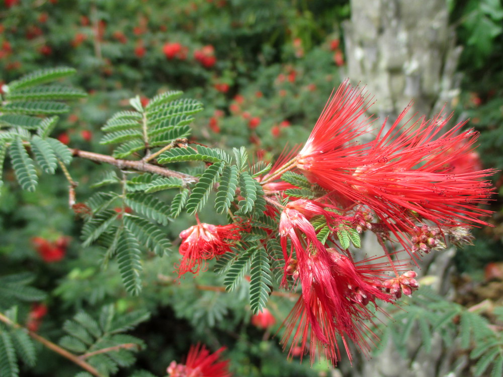 Image of Calliandra californica specimen.