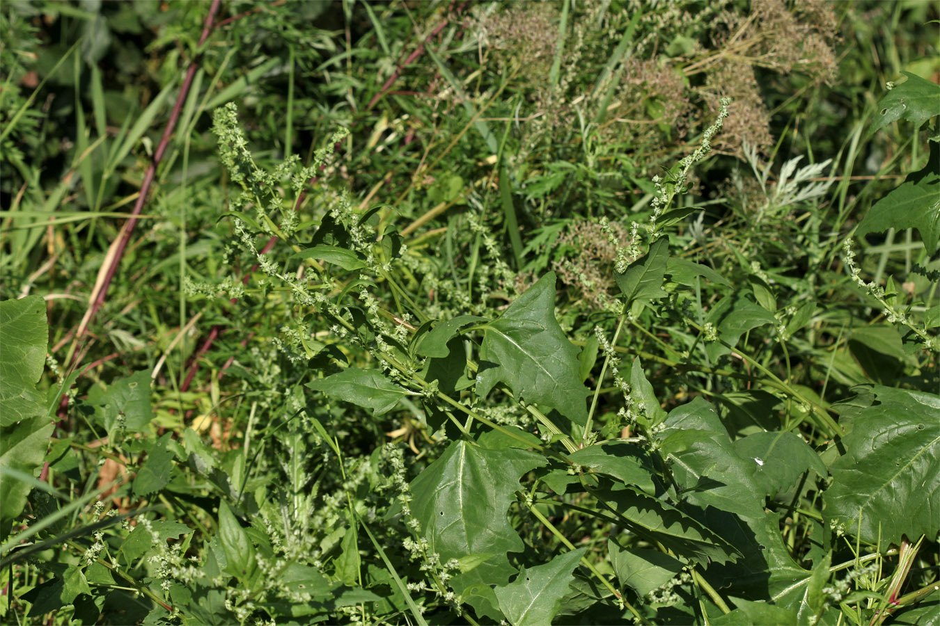 Изображение особи Atriplex calotheca.