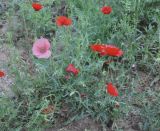 Смотреть изображение Papaver rhoeas