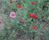 Papaver rhoeas