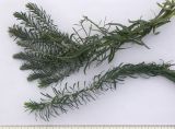 Image of taxon representative. Author is Сергей Банкетов