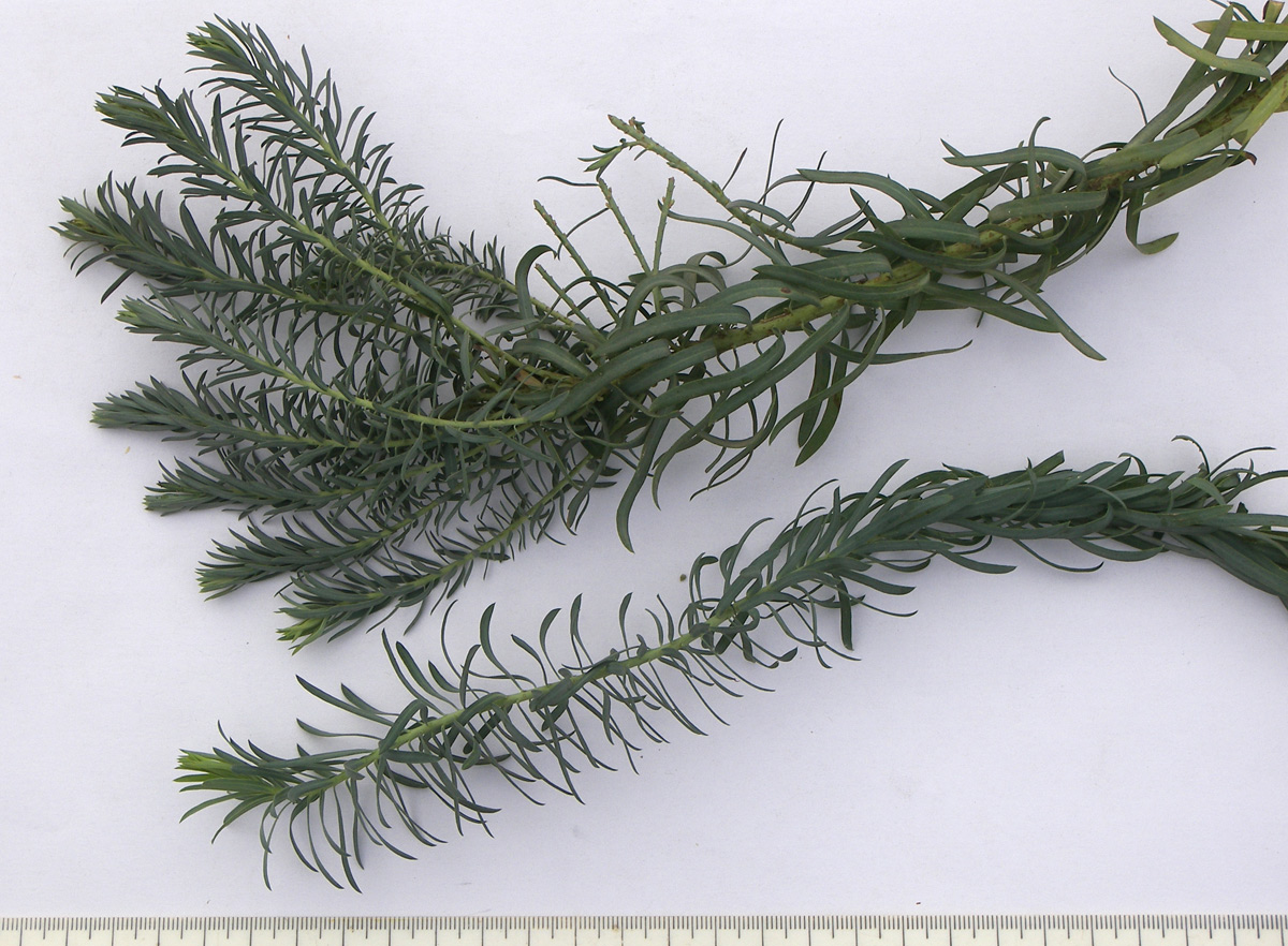 Image of Euphorbia seguieriana specimen.