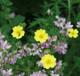 Potentilla obscura