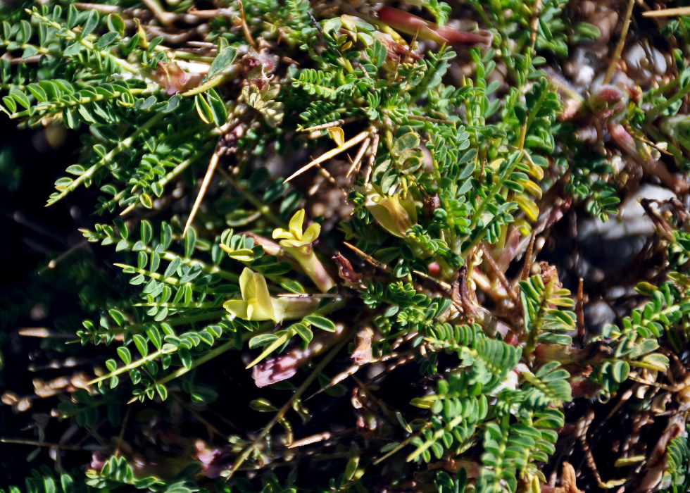 Изображение особи род Astragalus.