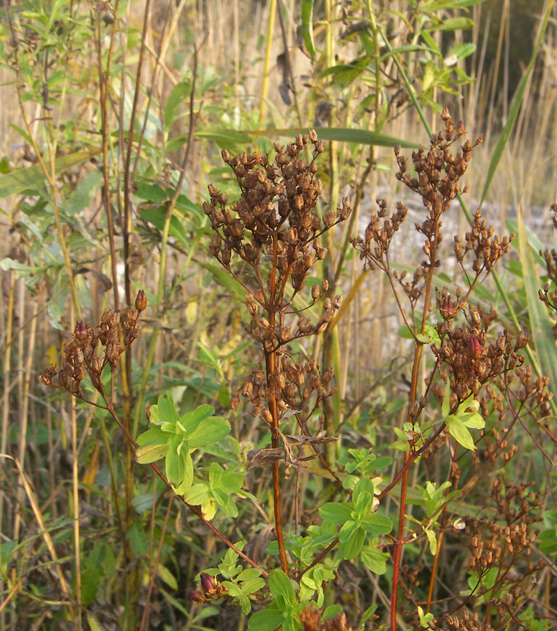 Image of Hypericum tetrapterum specimen.