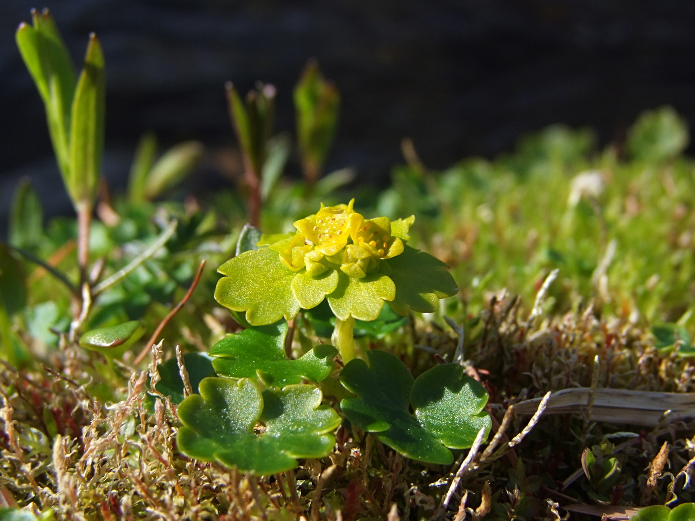 Image of Chrysosplenium sibiricum specimen.