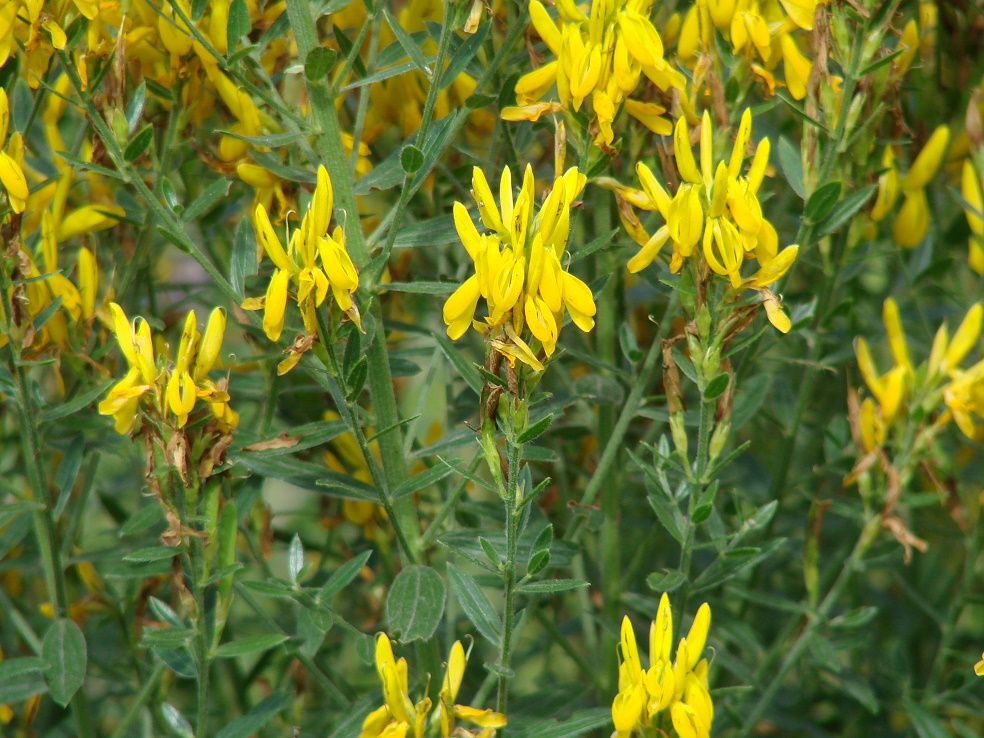 Изображение особи Genista tinctoria.