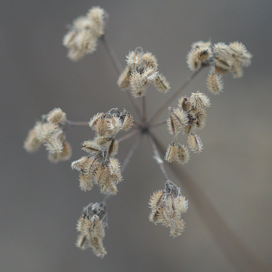 Image of Torilis japonica specimen.