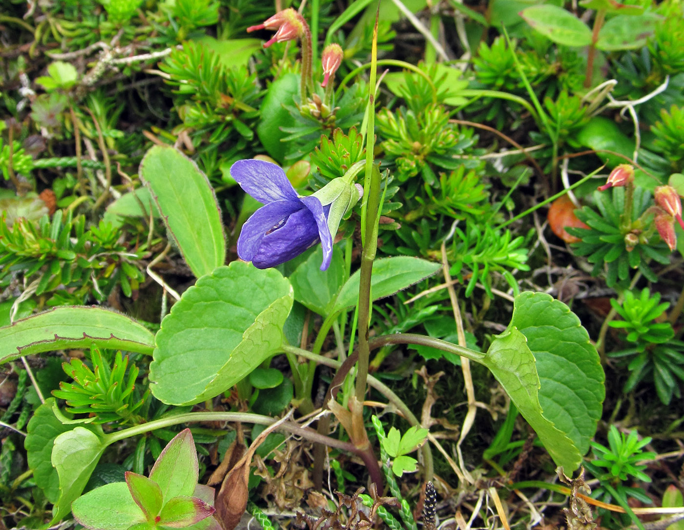 Image of Viola langsdorfii specimen.