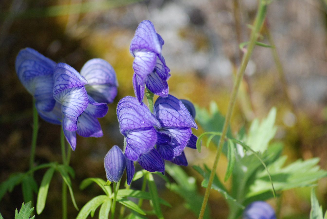 Image of Aconitum delphiniifolium specimen.