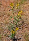 Astragalus mongholicus