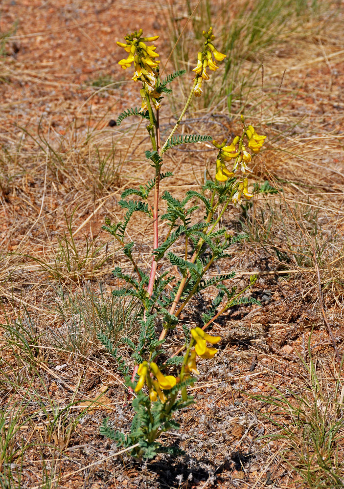 Image of Astragalus mongholicus specimen.