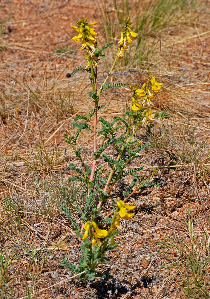 Изображение особи Astragalus mongholicus.