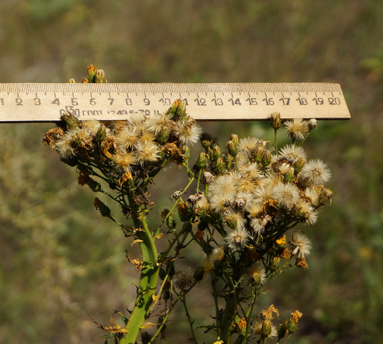 Image of Hieracium umbellatum specimen.