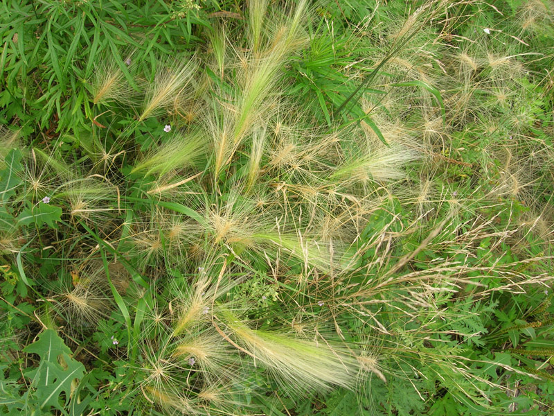 Image of Hordeum jubatum specimen.