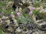 Oxytropis turczaninovii