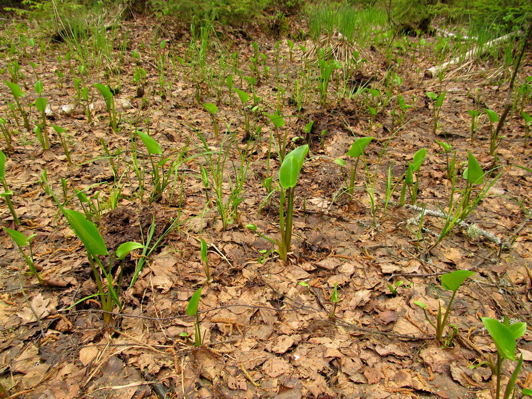 Image of Calla palustris specimen.