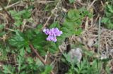 Lantana montevidensis. Цветущее растение. Южный Китай, Гуанси-Чжуанский автономный р-н, окр. г. Яншо, берег реки. 12.10.2017.