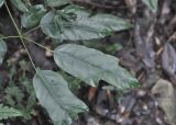 Heptapleurum delavayi. Листья. Южный Китай, провинция Хунань, парк Zhangjiajie National Forest Park, лес на склоне горы. 6 октября 2017 г.