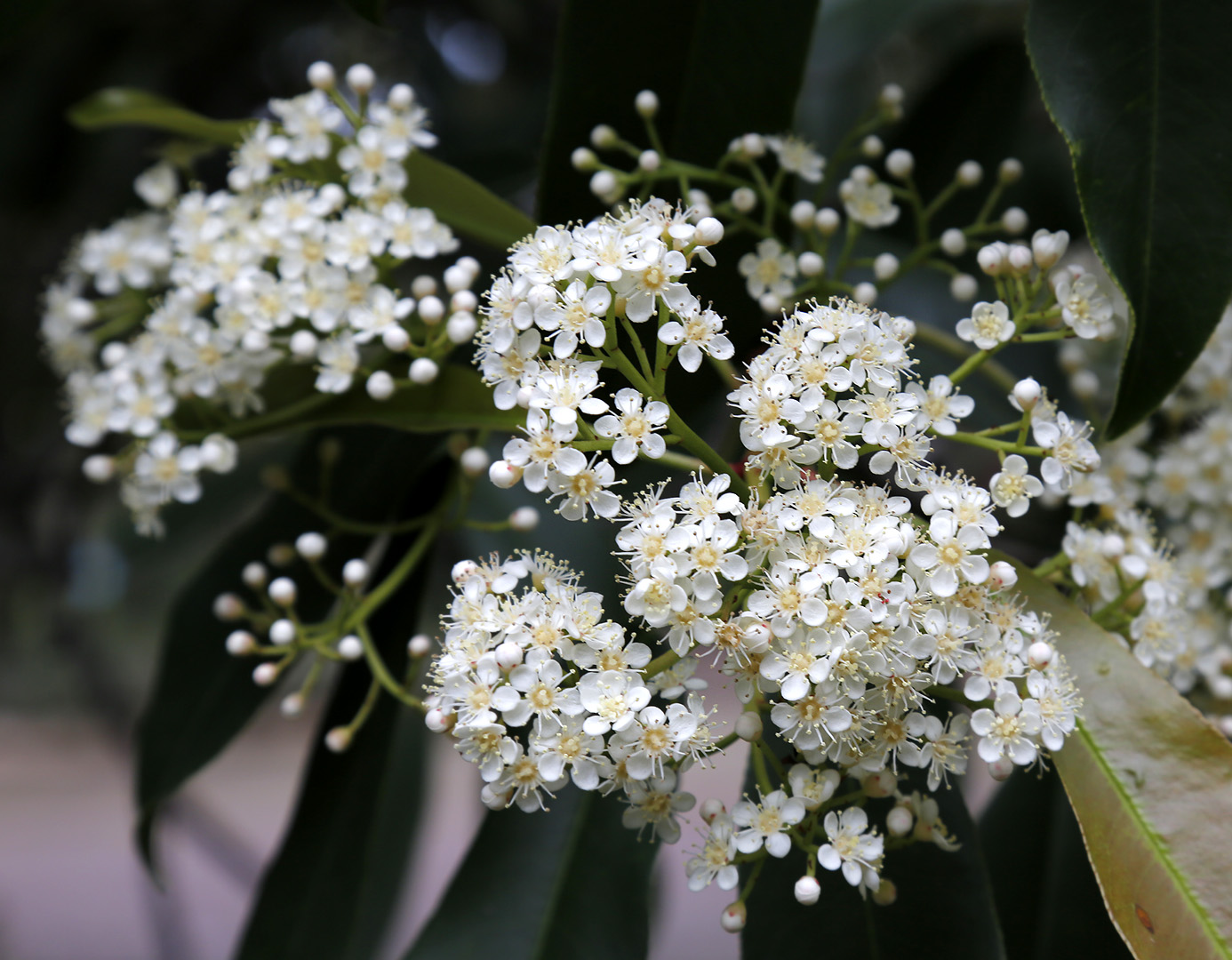 Image of Photinia serratifolia specimen.