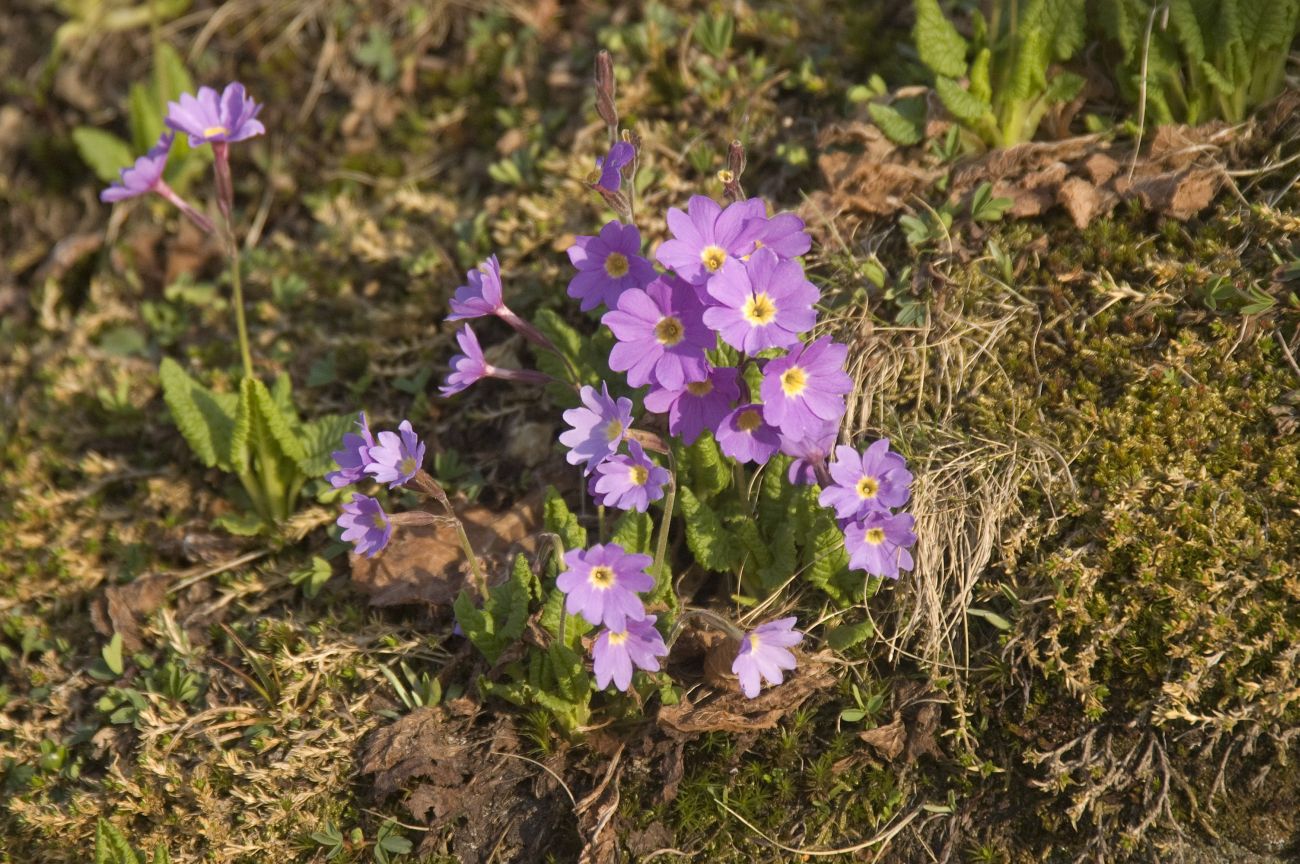 Image of Primula amoena specimen.