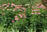 Echinacea purpurea. Цветущие растения. Восточный Казахстан, г. Усть-Каменогорск, Архитектурно-ландшафтный музей-заповедник, в культуре. 11.07.2017.