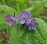 Image of taxon representative. Author is Елена Волынец