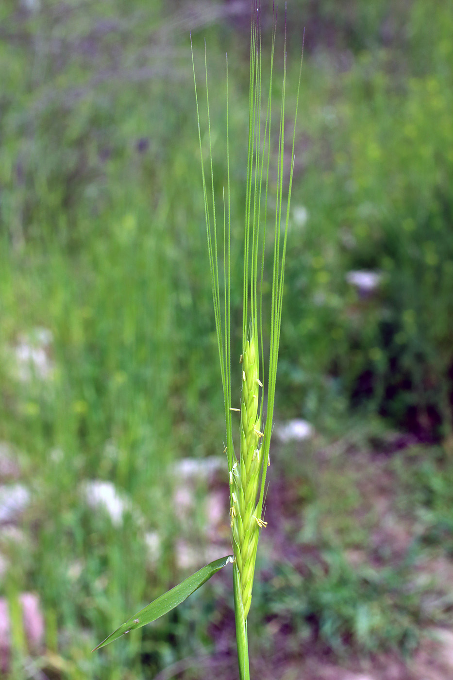 Изображение особи Hordeum spontaneum.