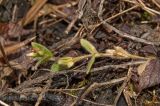 Cerastium holosteoides. Молодой побег с бутонами. Башкортостан, Белорецкий р-н, Ишлинский сельсовет, долина р. Большой Инзер в р-не дер. Карталы, правый берег, каменистая ж.-д. насыпь около ж.-д. моста через реку. 29 апреля 2018 г.