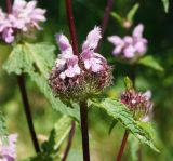 Phlomoides tuberosa