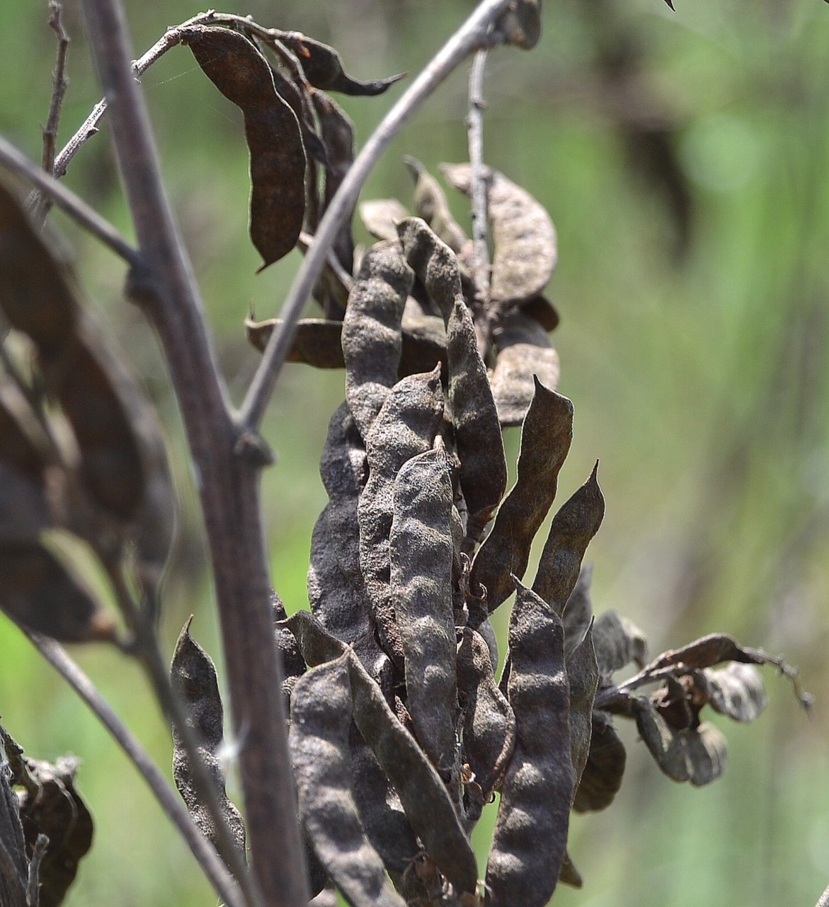 Изображение особи Glycyrrhiza glabra.