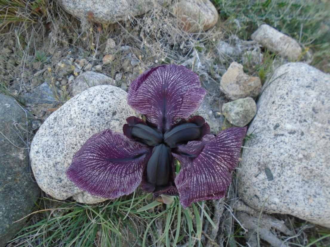 Image of Iris lycotis specimen.