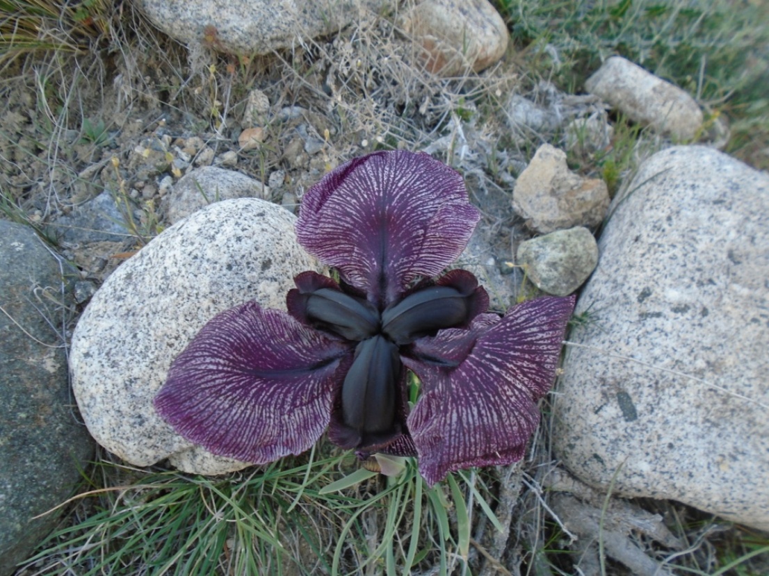 Изображение особи Iris lycotis.