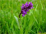 Dactylorhiza majalis