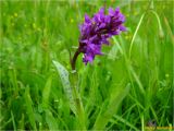 Dactylorhiza majalis