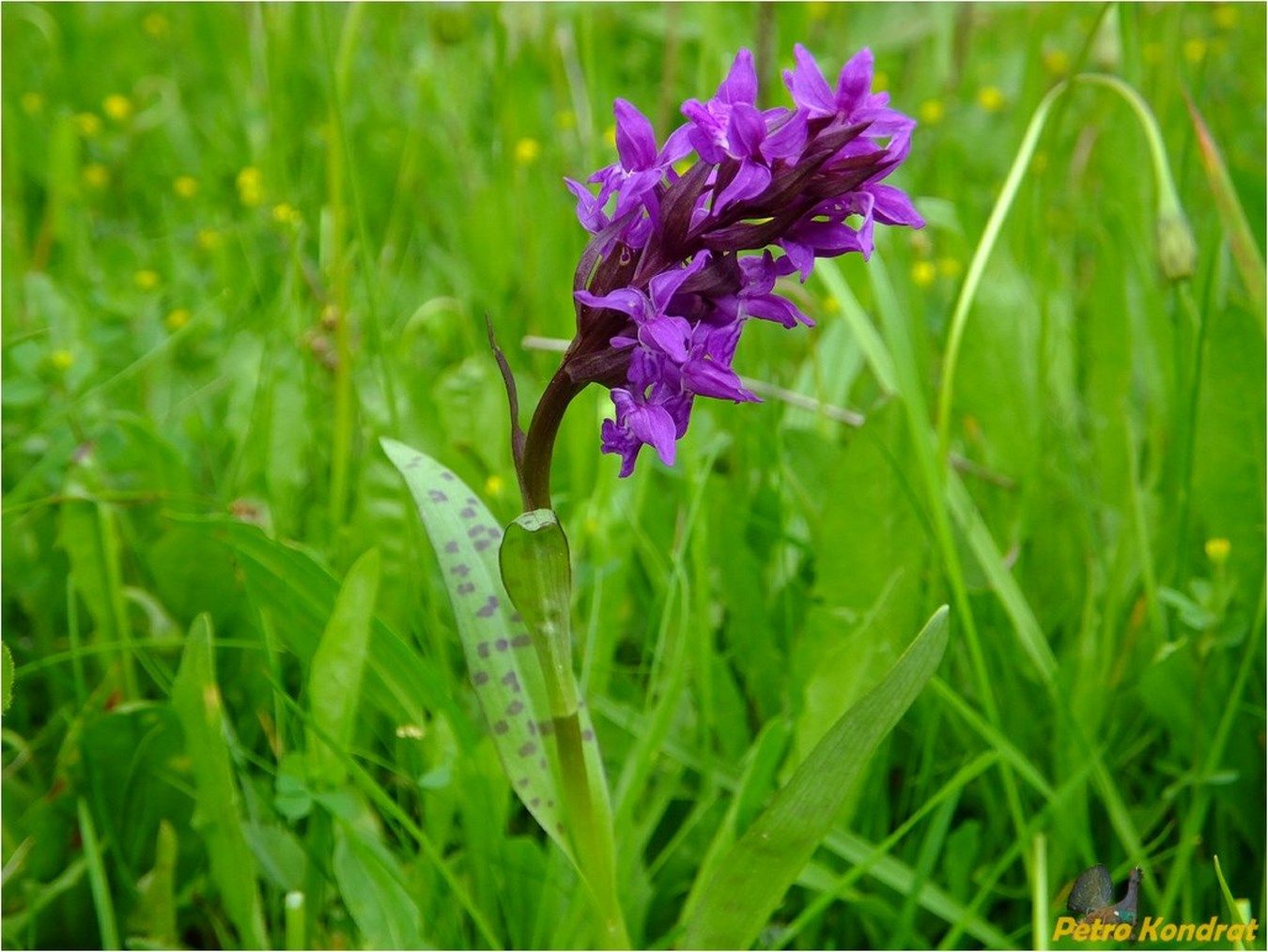 Image of Dactylorhiza majalis specimen.