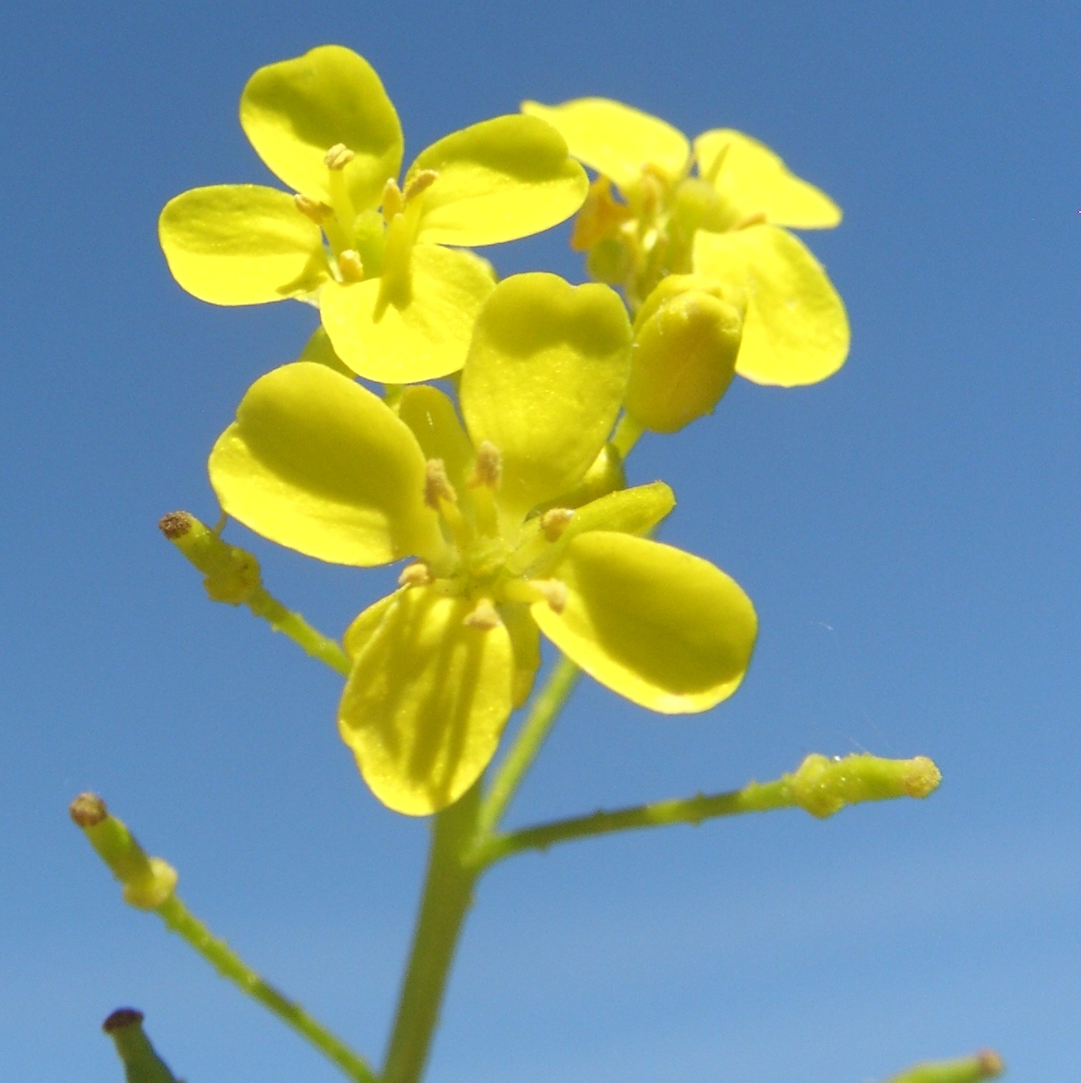 Изображение особи Bunias orientalis.