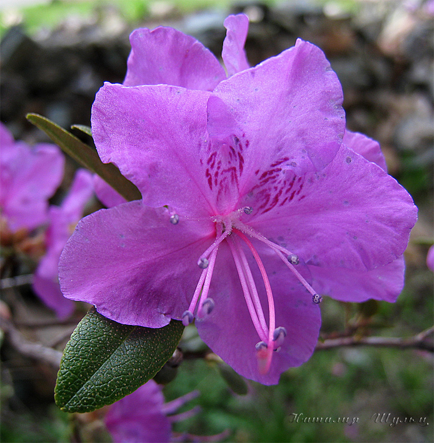 Изображение особи Rhododendron ledebourii.