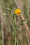 Sonchus arvensis. Верхушка растения с раскрывшимся и нераскрывшимися соцветиями, и кормящейся мухой-журчалкой. Краснодарский край, Приморско-Ахтарский р-н, Морозовский сельский округ, Ясенская коса. 12.06.2018.