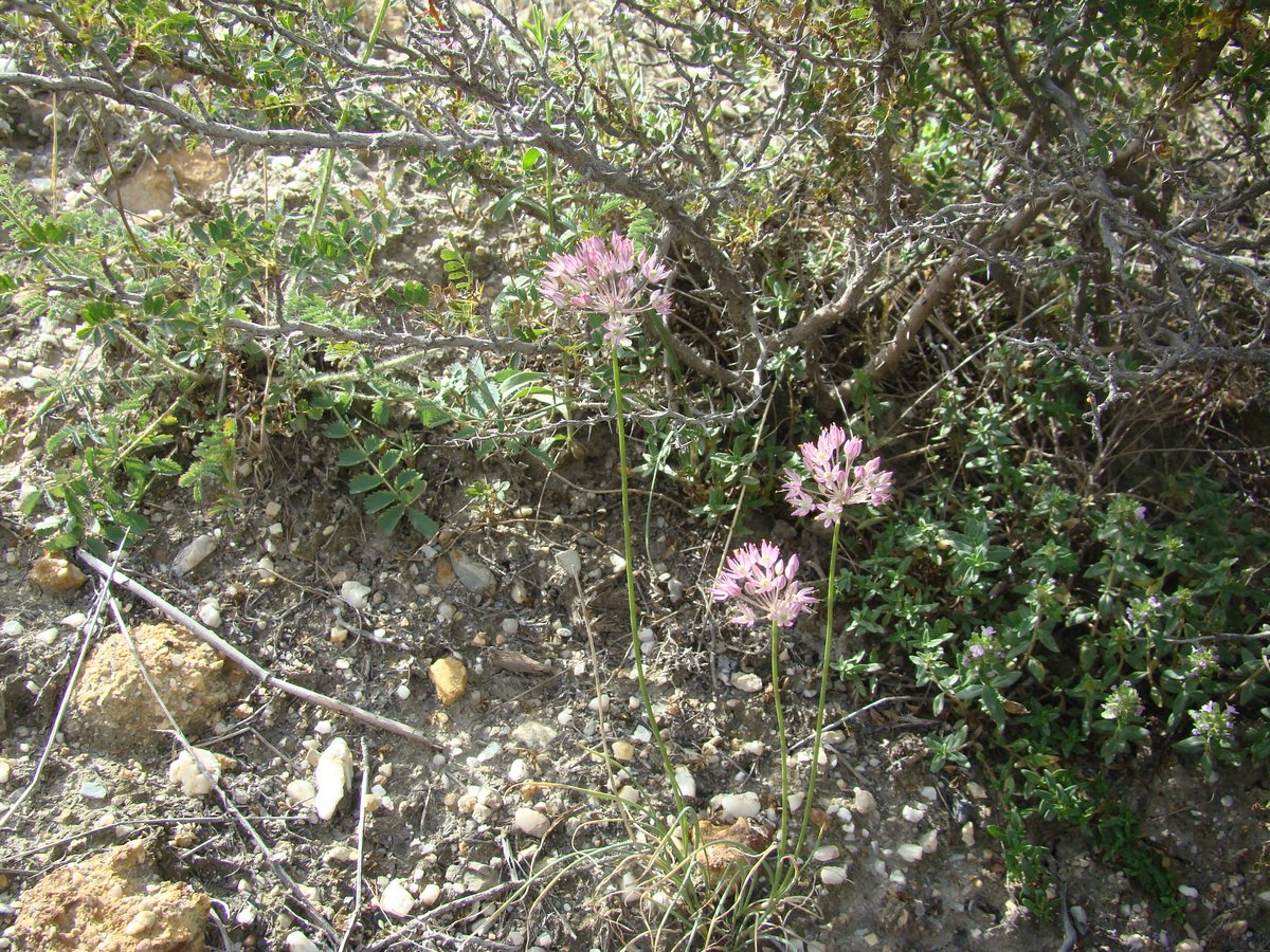 Image of Allium gracillimum specimen.