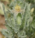 Centaurea benedicta