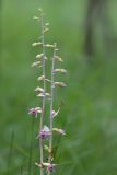 Epipactis helleborine