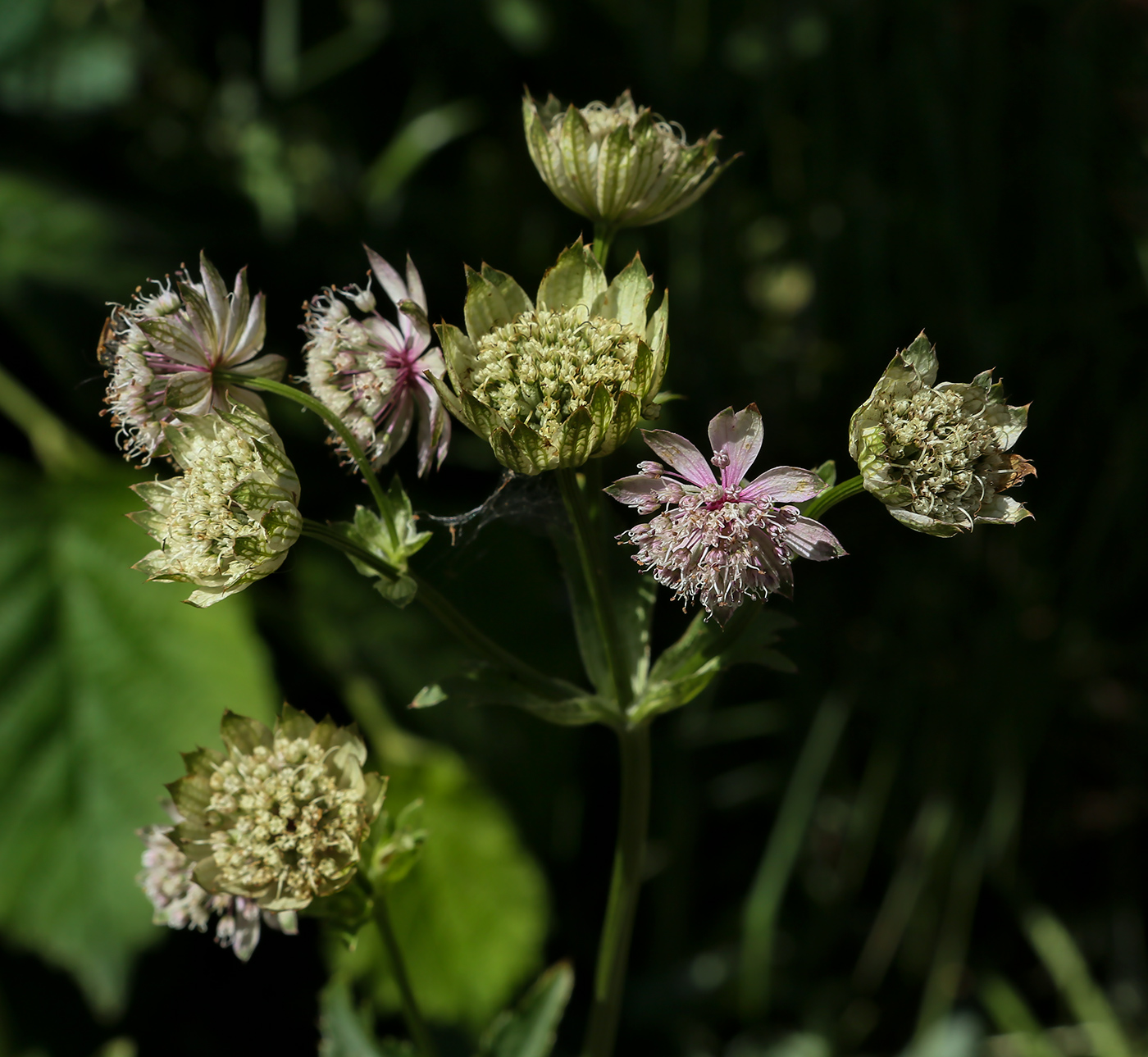 Изображение особи Astrantia major.