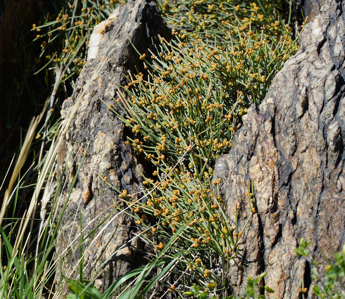 Изображение особи Ephedra dahurica.