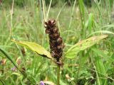 Prunella vulgaris