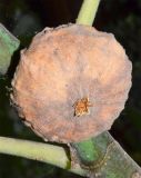 Image of taxon representative. Author is Тулкин Тиллаев