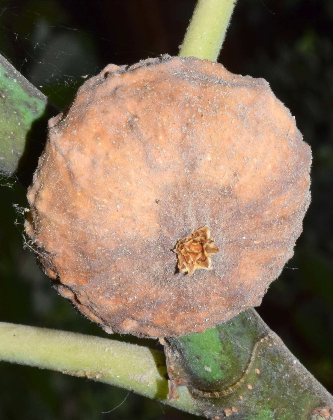Image of Ficus carica specimen.