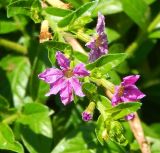 Cuphea hyssopifolia. Цветущий побег. Черногория, муниципалитет Будва, пос. Бечичи (Bečići), в культуре. Июль 2018 г.