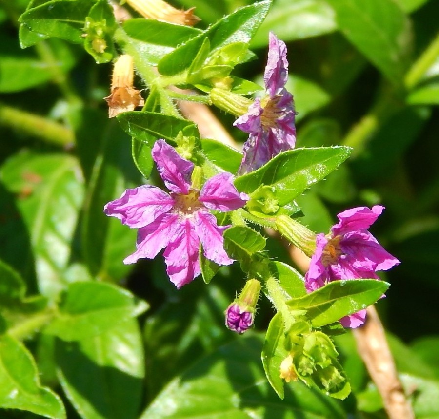 Image of Cuphea hyssopifolia specimen.