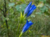 Gentiana pneumonanthe